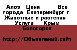 Алоэ › Цена ­ 150 - Все города, Екатеринбург г. Животные и растения » Услуги   . Крым,Белогорск